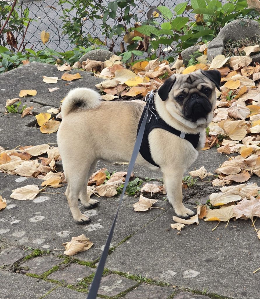 Nos grands bébés 2 dans leur nouvelle vie